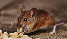 24 Hour & Emergency Exterminators in Elko New Market, MN